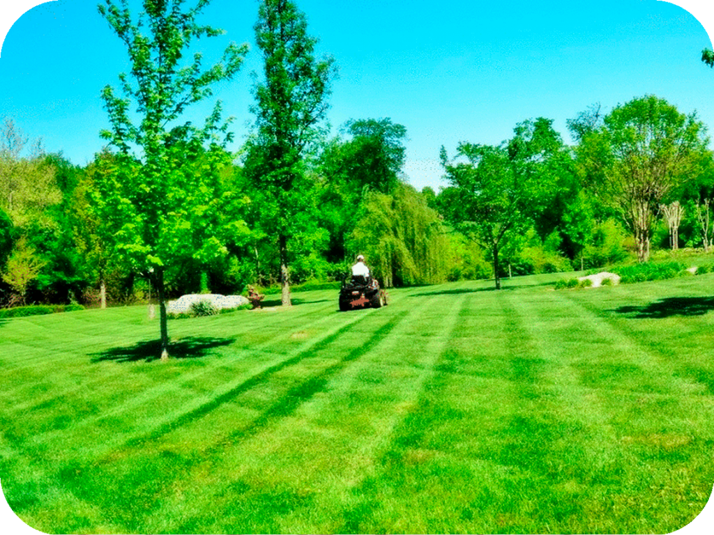 Maintained lawn